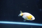 Baby Ranchu  Calico 2.5 Inch (ID#1025R9c-51) Free2Day SHIPPING