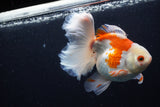 Thai Oranda  Red White 5.5 Inch (ID#0110T2b-70) Free2Day SHIPPING