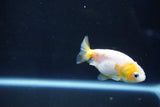 Baby Ranchu  Calico 2.5 Inch (ID#1025R9c-51) Free2Day SHIPPING