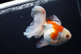 Thai Oranda  Red White 5.5 Inch (ID#0110T2b-70) Free2Day SHIPPING