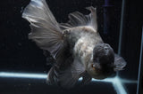 Jumbo Thai Oranda  Panda 7.5 Inch (ID#314T13a-86) Please See Notes