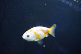 Baby Ranchu  Calico 2.5 Inch (ID#1025R9c-51) Free2Day SHIPPING