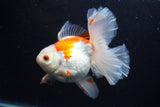 Thai Oranda  Red White 5.5 Inch (ID#0110T2b-70) Free2Day SHIPPING