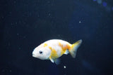 Baby Ranchu  Calico 2.5 Inch (ID#1025R9c-51) Free2Day SHIPPING