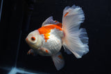 Thai Oranda  Red White 5.5 Inch (ID#0110T2b-70) Free2Day SHIPPING