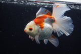 Thai Oranda  Red White 5.5 Inch (ID#0110T2b-70) Free2Day SHIPPING