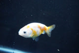 Baby Ranchu  Calico 2.5 Inch (ID#1025R9c-51) Free2Day SHIPPING