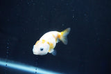 Baby Ranchu  Calico 2.5 Inch (ID#1025R9c-51) Free2Day SHIPPING