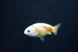 Baby Ranchu  Calico 2.5 Inch (ID#1025R9c-51) Free2Day SHIPPING