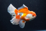 Thai Oranda  Red White 6 Inch (ID#0110T2b-71) Free2Day SHIPPING