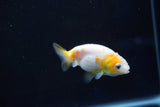 Baby Ranchu  Calico 2.5 Inch (ID#1025R9c-51) Free2Day SHIPPING