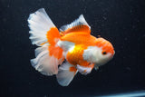 Thai Oranda  Red White 6 Inch (ID#0110T2b-71) Free2Day SHIPPING