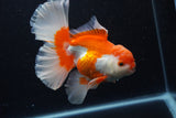 Thai Oranda  Red White 6 Inch (ID#0110T2b-71) Free2Day SHIPPING