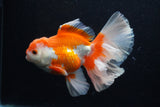 Thai Oranda  Red White 6 Inch (ID#0110T2b-71) Free2Day SHIPPING