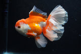 Thai Oranda  Red White 6 Inch (ID#0110T2b-71) Free2Day SHIPPING