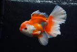 Thai Oranda  Red White 6 Inch (ID#0110T2b-71) Free2Day SHIPPING