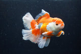 Thai Oranda  Red White 6 Inch (ID#0110T2b-71) Free2Day SHIPPING