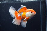 Thai Oranda  Red White 6 Inch (ID#0110T2b-71) Free2Day SHIPPING