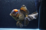 Jumbo Thai Oranda  Red Black 7.5 Inch (ID#1119To6c-117)