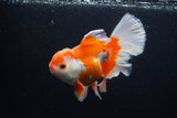 Thai Oranda  Red White 6 Inch (ID#0110T2b-71) Free2Day SHIPPING