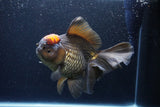 Jumbo Thai Oranda  Red Black 7.5 Inch (ID#1119To6c-117)