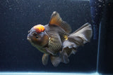 Jumbo Thai Oranda  Red Black 7.5 Inch (ID#1119To6c-117)