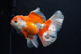 Thai Oranda  Red White 6 Inch (ID#0110T2b-71) Free2Day SHIPPING