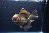 Jumbo Thai Oranda  Red Black 7.5 Inch (ID#1119To6c-117)