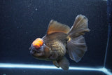 Jumbo Thai Oranda  Red Black 7.5 Inch (ID#1119To6c-117)