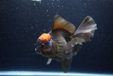 Jumbo Thai Oranda  Red Black 7.5 Inch (ID#1119To6c-117)