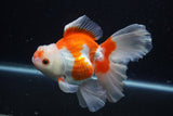 Thai Oranda  Red White 5 Inch (ID#0110T2b-72) Free2Day SHIPPING