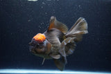 Jumbo Thai Oranda  Red Black 7.5 Inch (ID#1119To6c-117)