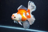 Thai Oranda  Red White 5 Inch (ID#0110T2b-72) Free2Day SHIPPING