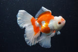 Thai Oranda  Red White 5 Inch (ID#0110T2b-72) Free2Day SHIPPING