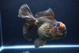 Jumbo Thai Oranda  Red Black 7.5 Inch (ID#1119To6c-117)