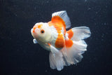 Thai Oranda  Red White 5 Inch (ID#0110T2b-72) Free2Day SHIPPING