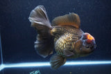 Jumbo Thai Oranda  Red Black 7.5 Inch (ID#1119To6c-117)