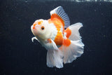 Thai Oranda  Red White 5 Inch (ID#0110T2b-72) Free2Day SHIPPING