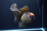 Jumbo Thai Oranda  Red Black 7.5 Inch (ID#1119To6c-117)