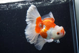 Thai Oranda  Red White 5 Inch (ID#0110T2b-72) Free2Day SHIPPING