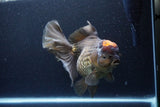 Jumbo Thai Oranda  Red Black 7.5 Inch (ID#1119To6c-117)