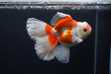 Thai Oranda  Red White 5 Inch (ID#0110T2b-72) Free2Day SHIPPING