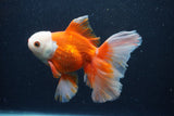 Thai Oranda  Red White 5.5 Inch (ID#0110T2b-73) Free2Day SHIPPING