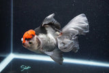 Thai Oranda  Tricolor 5.5 Inch (ID#1119To6c-118)