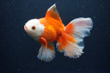 Thai Oranda  Red White 5.5 Inch (ID#0110T2b-73) Free2Day SHIPPING