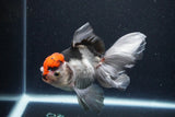 Thai Oranda  Tricolor 5.5 Inch (ID#1119To6c-118)