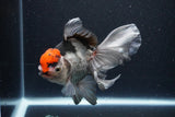 Thai Oranda  Tricolor 5.5 Inch (ID#1119To6c-118)