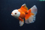 Thai Oranda  Red White 5.5 Inch (ID#0110T2b-73) Free2Day SHIPPING