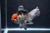 Thai Oranda  Tricolor 5.5 Inch (ID#1119To6c-118)