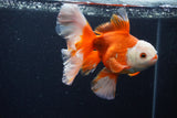 Thai Oranda  Red White 5.5 Inch (ID#0110T2b-73) Free2Day SHIPPING